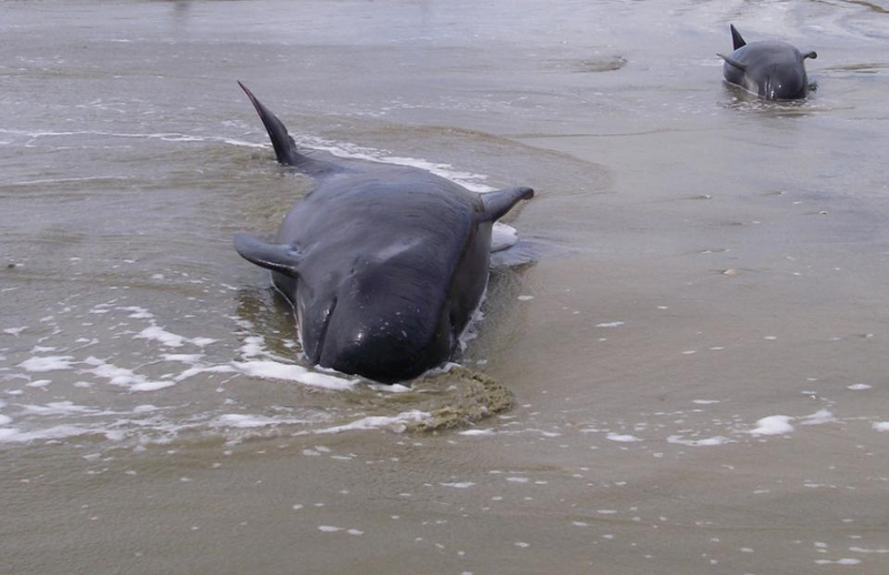 Illustration for article titled Nearly 200 Whales Are Stranded At New Zealand's Farewell Spit